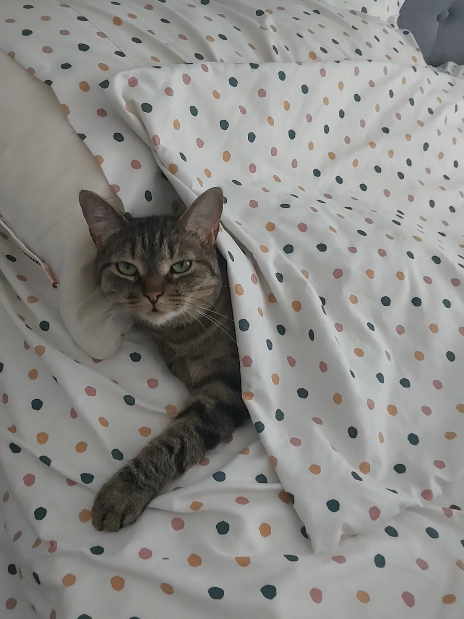 @Bellarda the cat