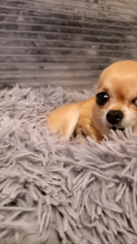 @bienchen der mini chihuahua