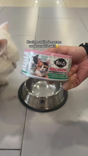 @Cats Hometown Pet Shop Klang