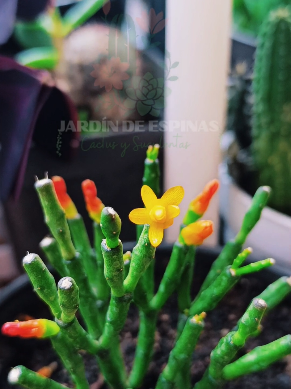 @CACTUS JARDIN DE ESPINAS