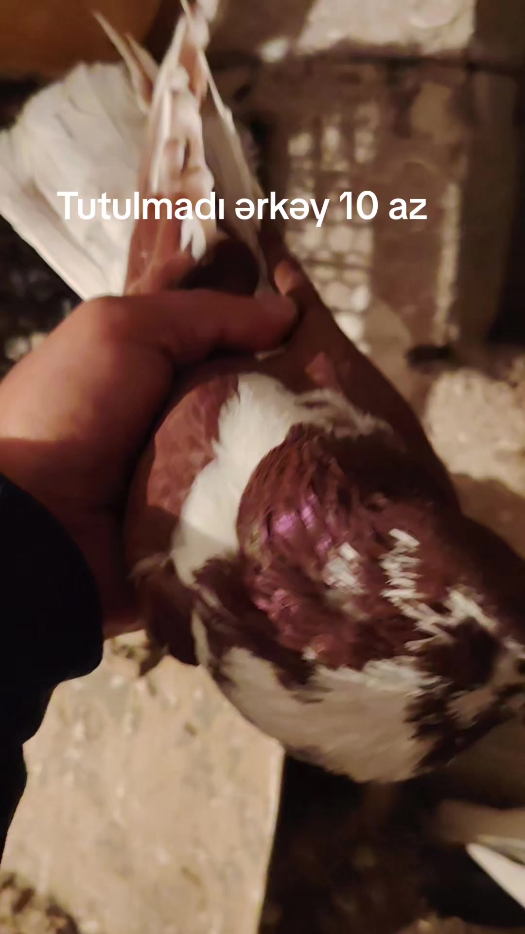 @MirAraz 984