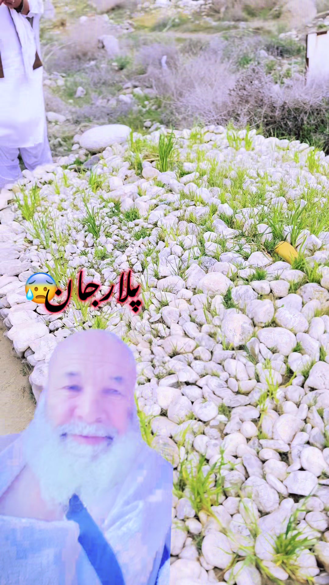 @sharaftareen795