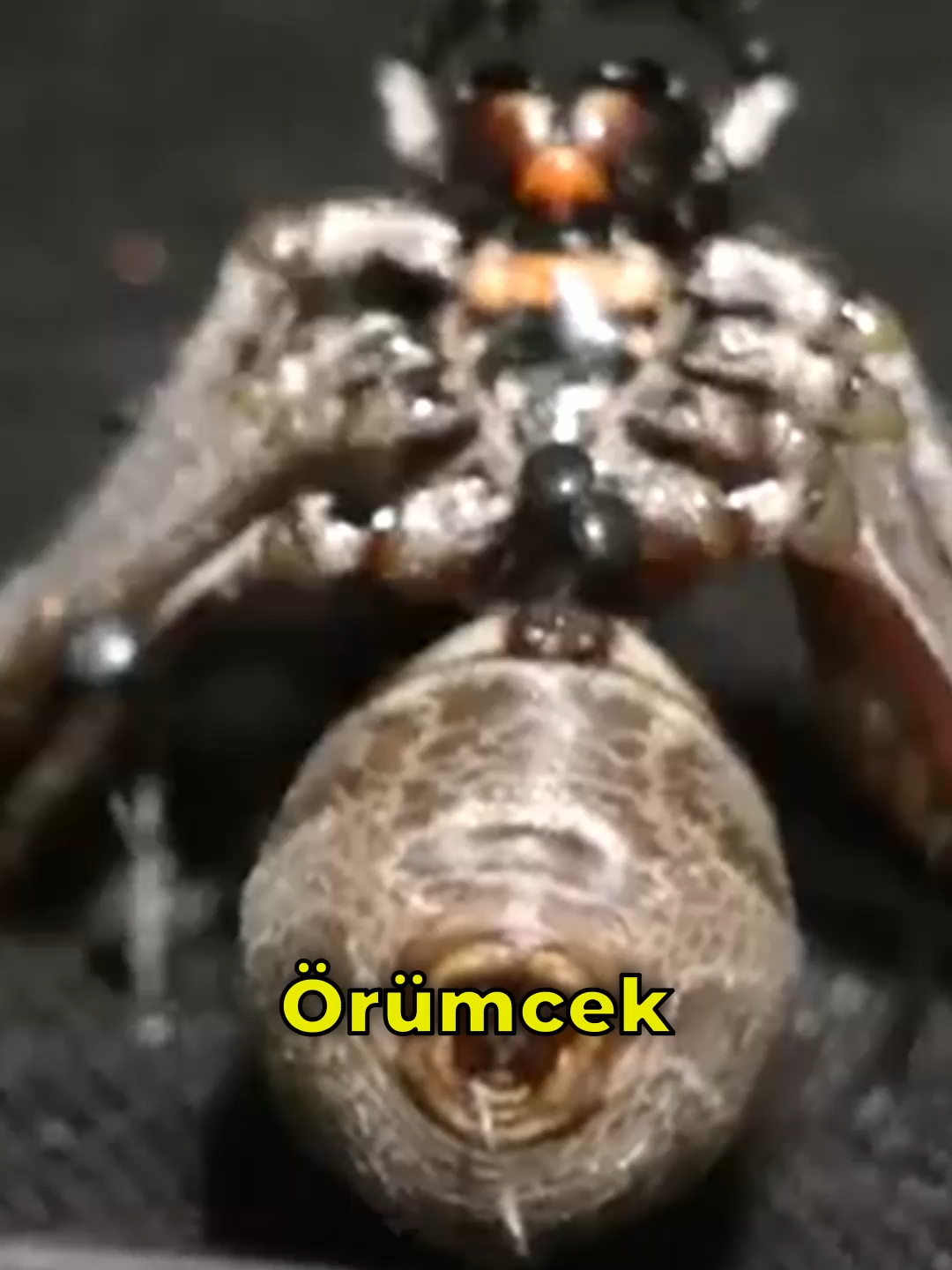 @Dahi Şort