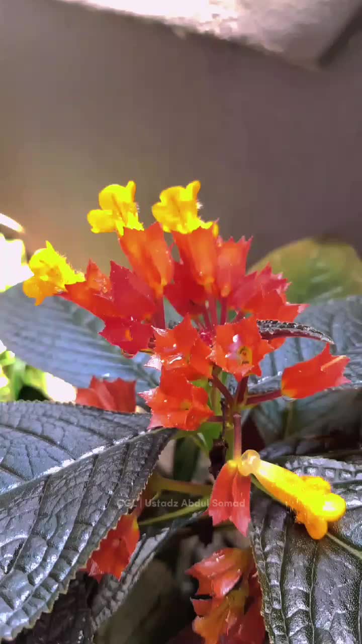 @yayah_uq