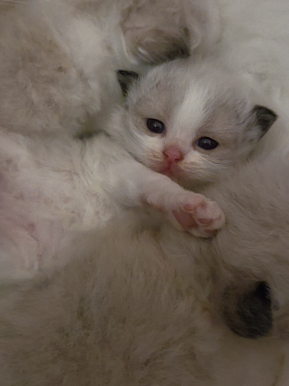 @Namast&egrave; Ragdoll Cats