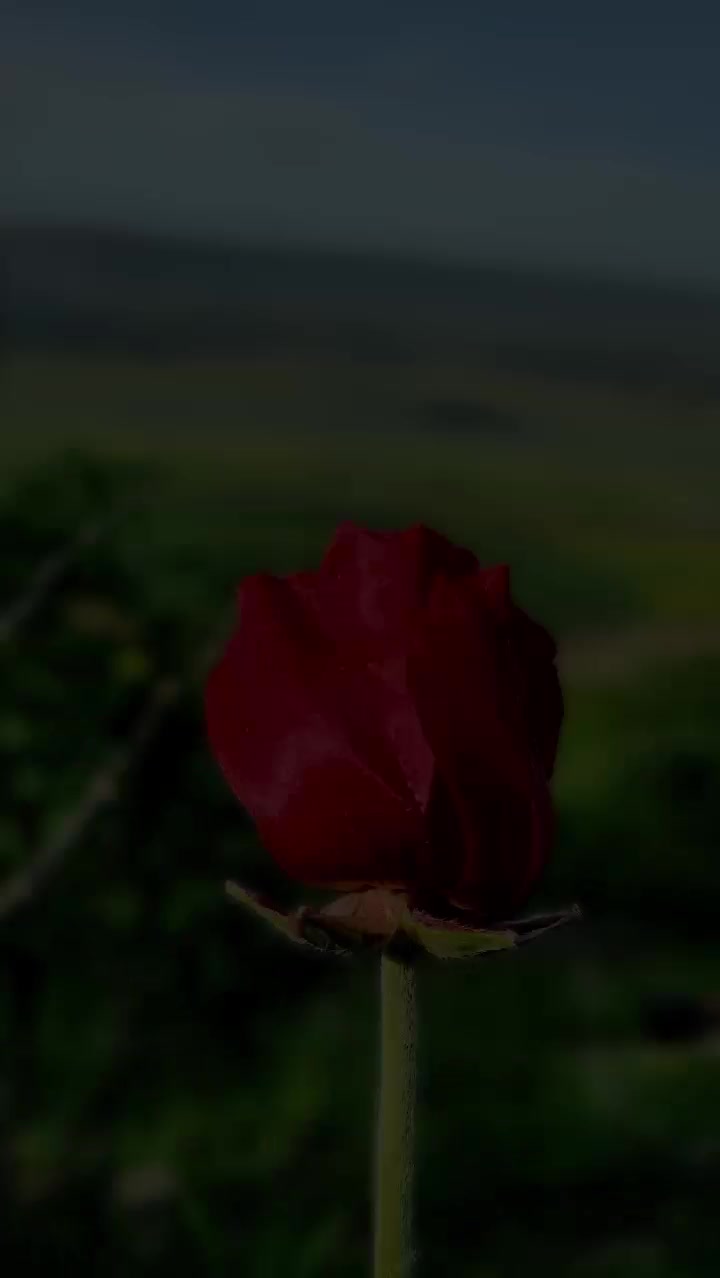 @Ni Yar