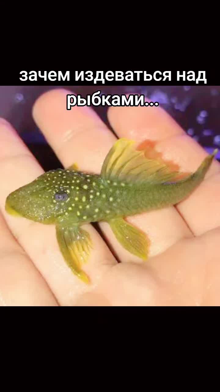 @mandavoshka_iz_okoshka