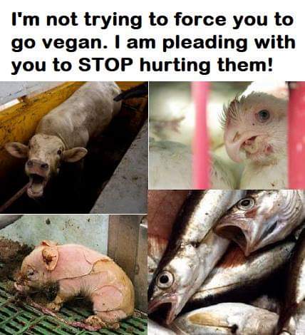 @Khaby Go Vegan
