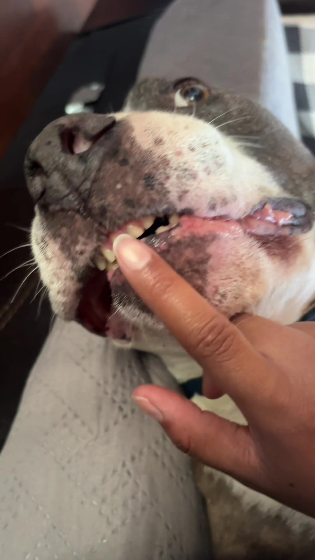 @caponethepitty
