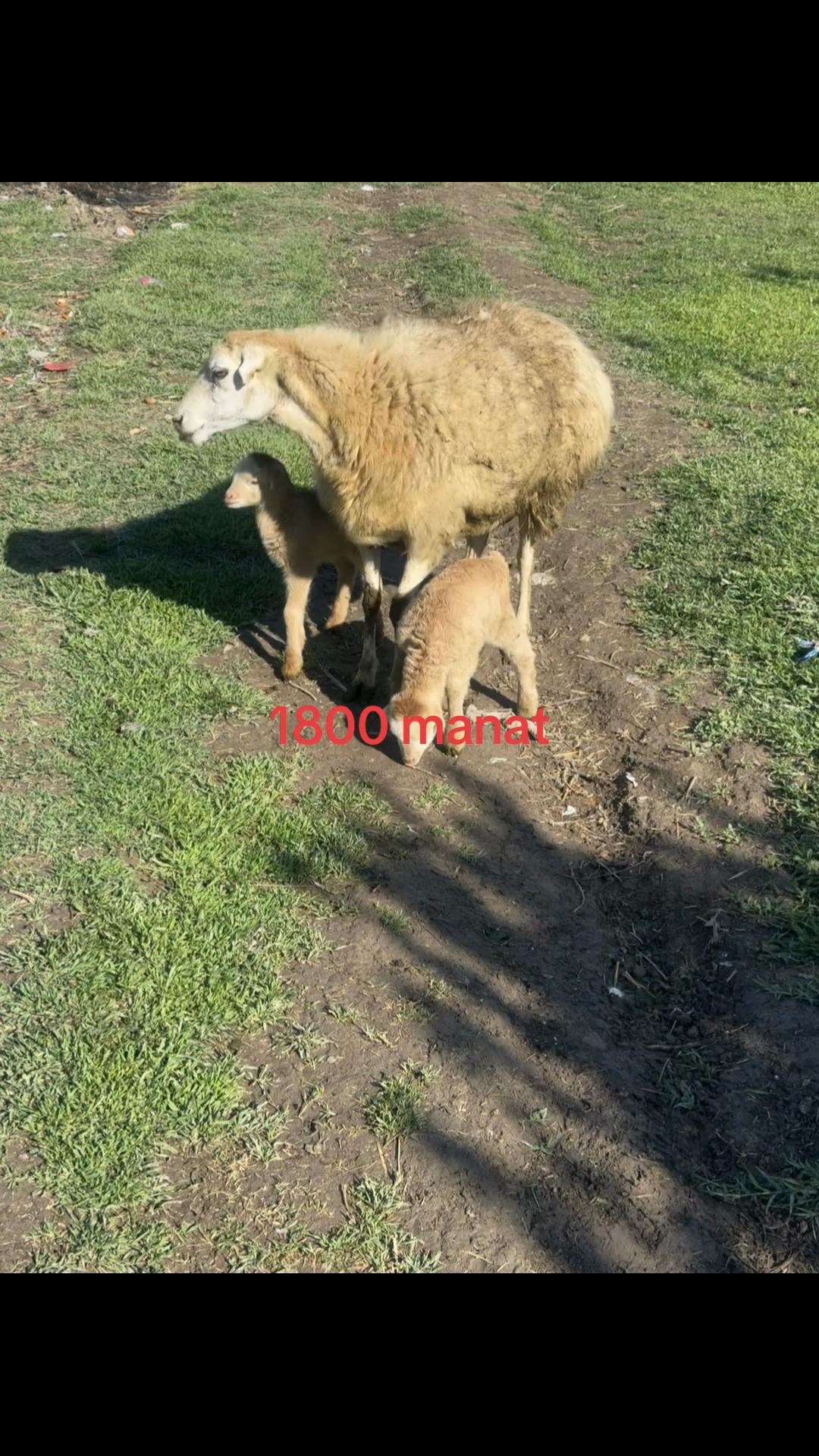 @Əli oğlu