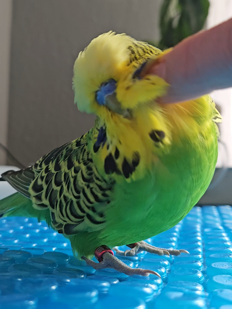 @Run Slow-Mo Charlie🦜