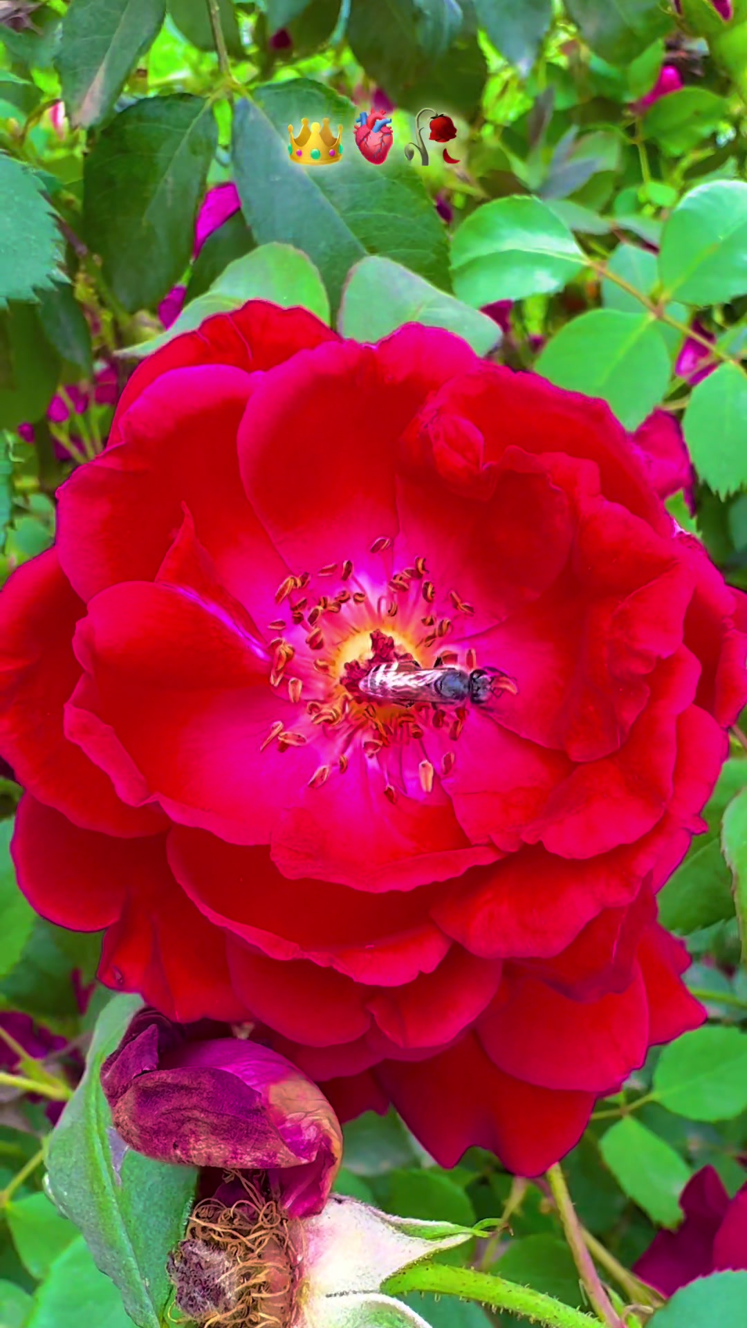 @پنجابی کلچر 🌾🍂