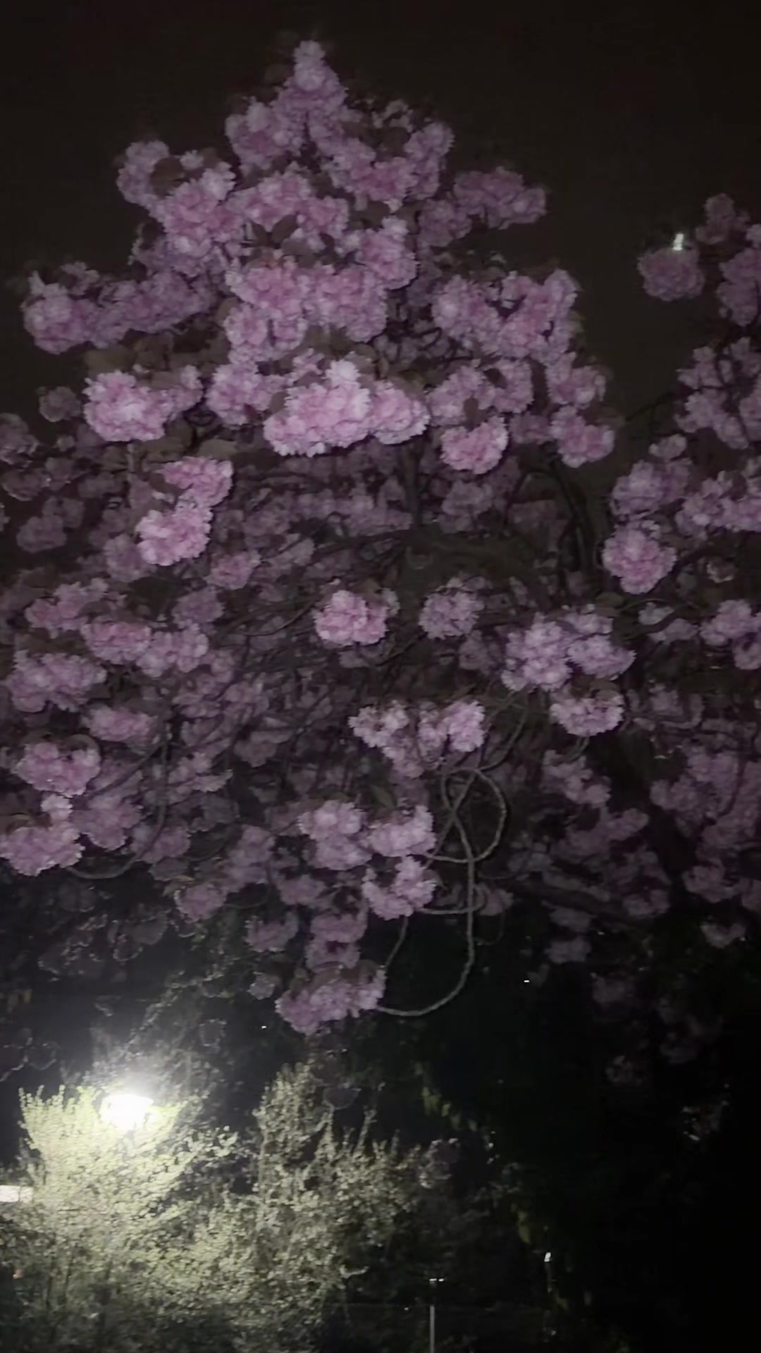 @𝒞𝓁𝒶𝓇𝒶‧₊&deg;