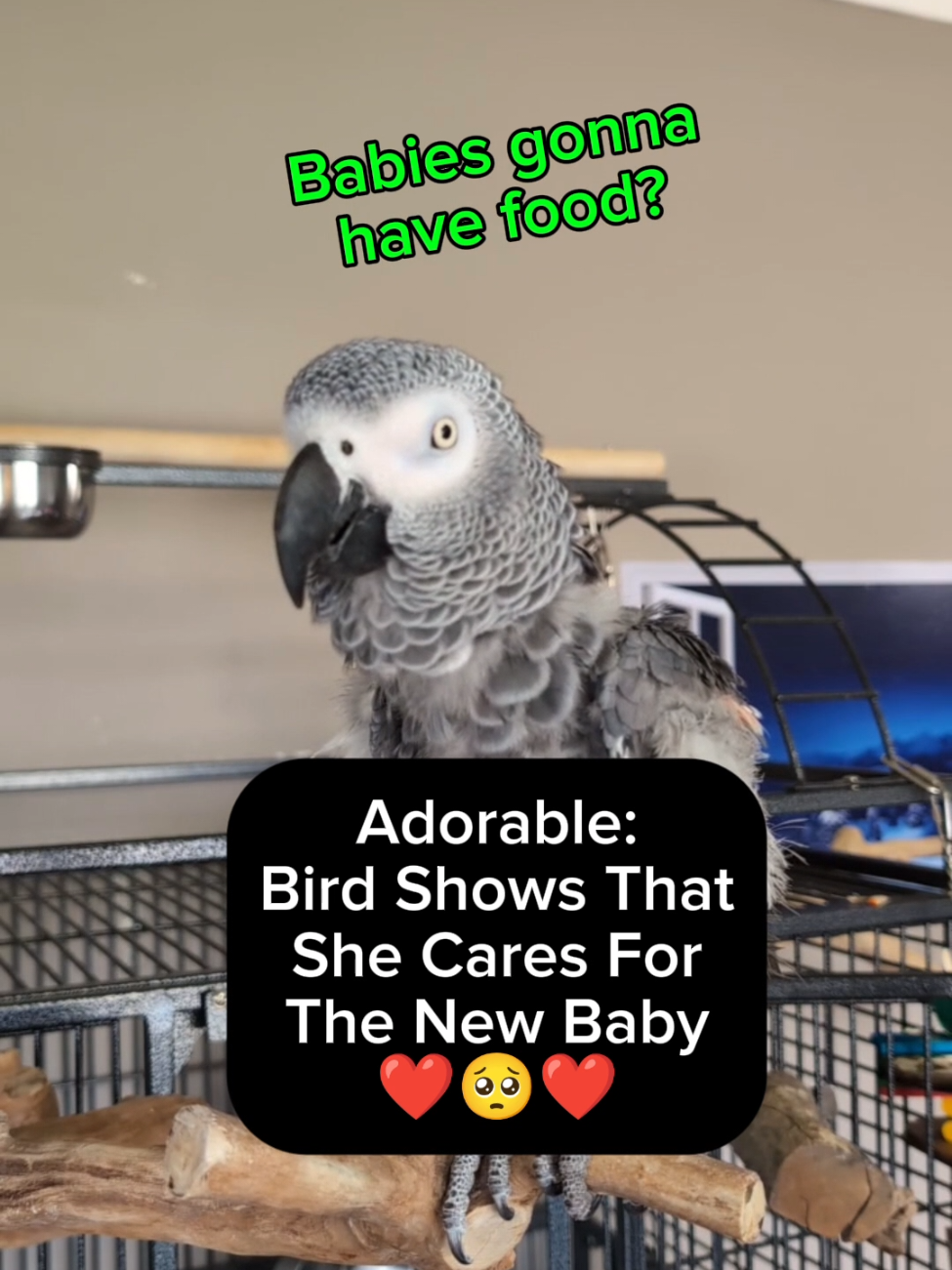 @Cosmothefunnyparrot