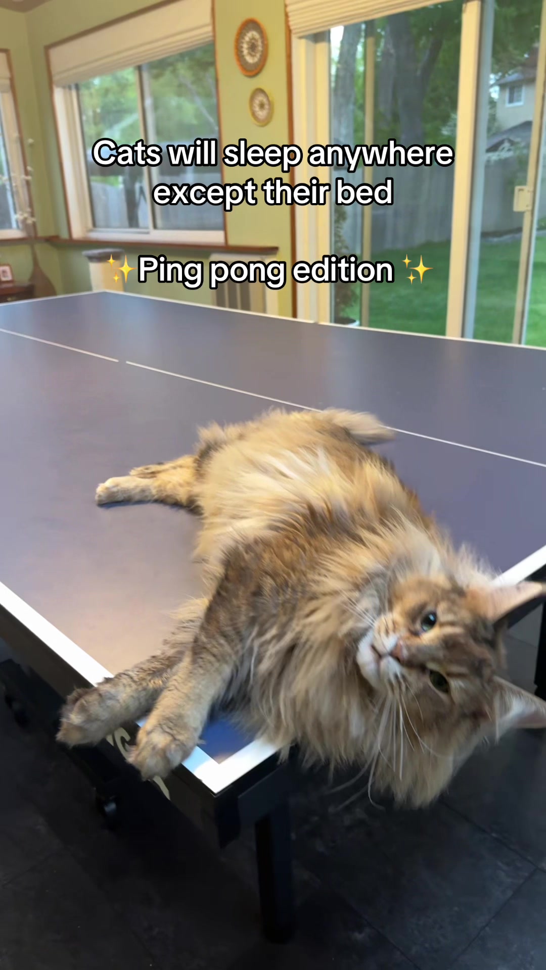 @Theo & Ember 🐈🐈⬛