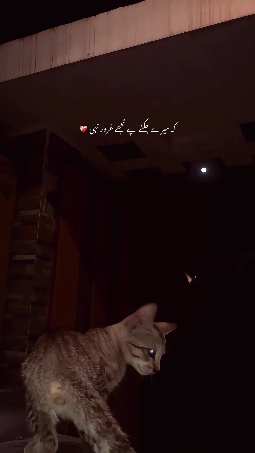 @Shobi 🕊