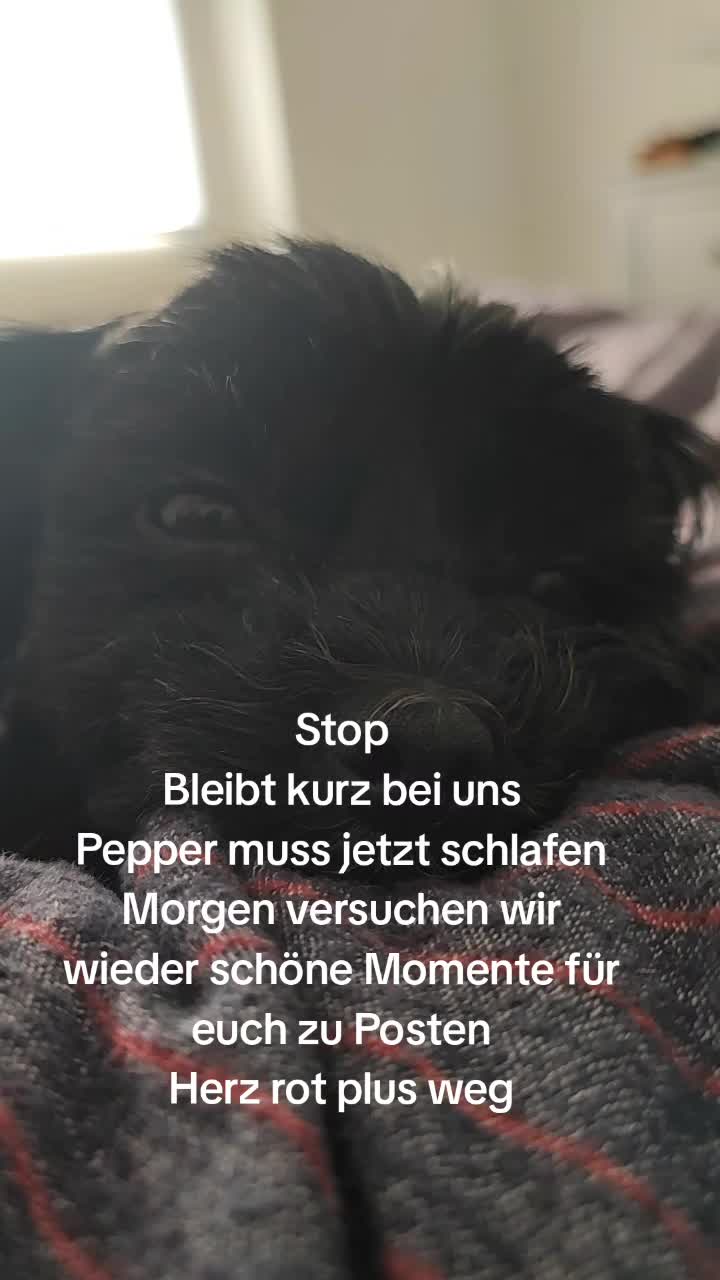 @P&ouml;ppi