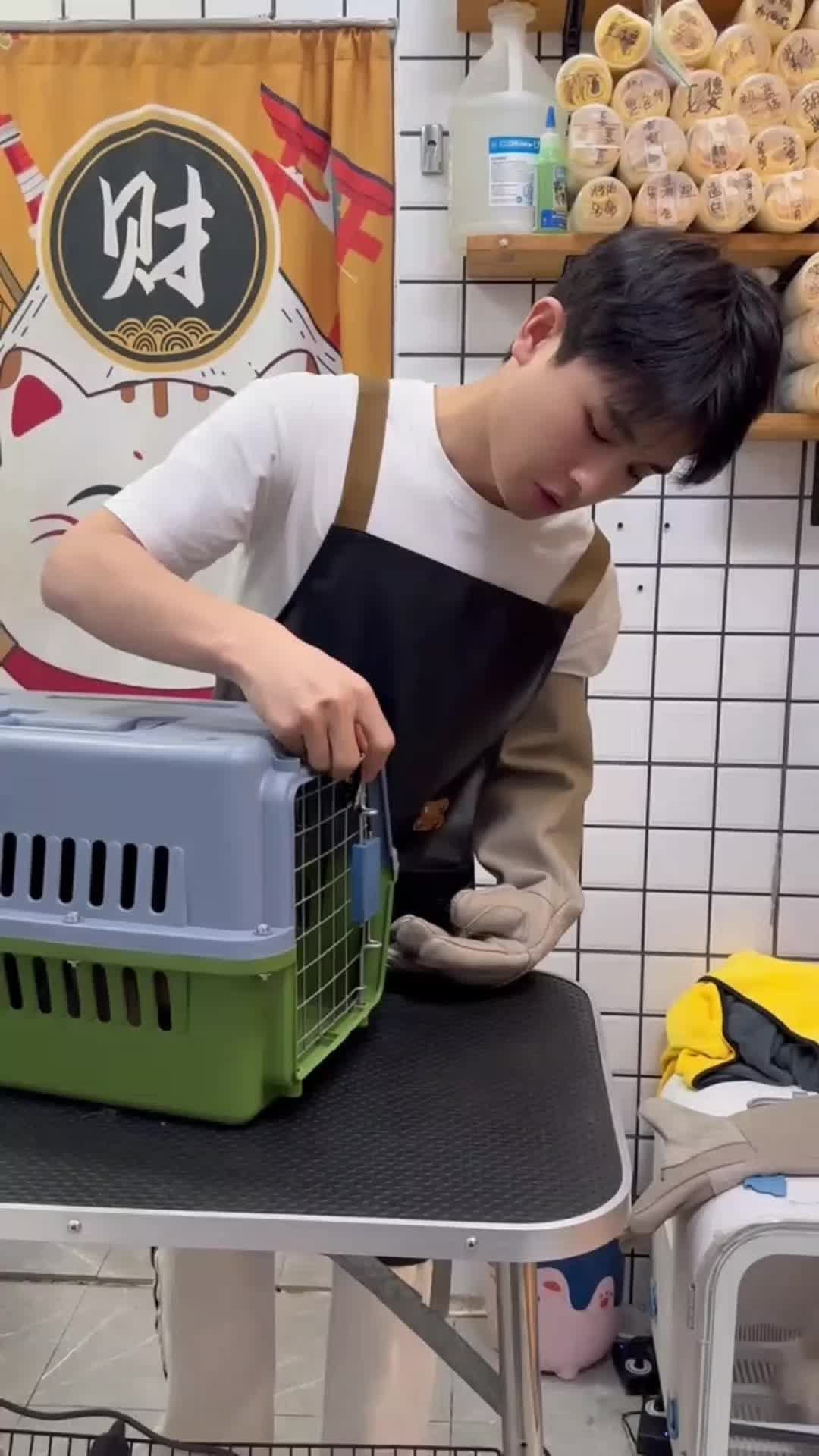 @Cat 😺 video