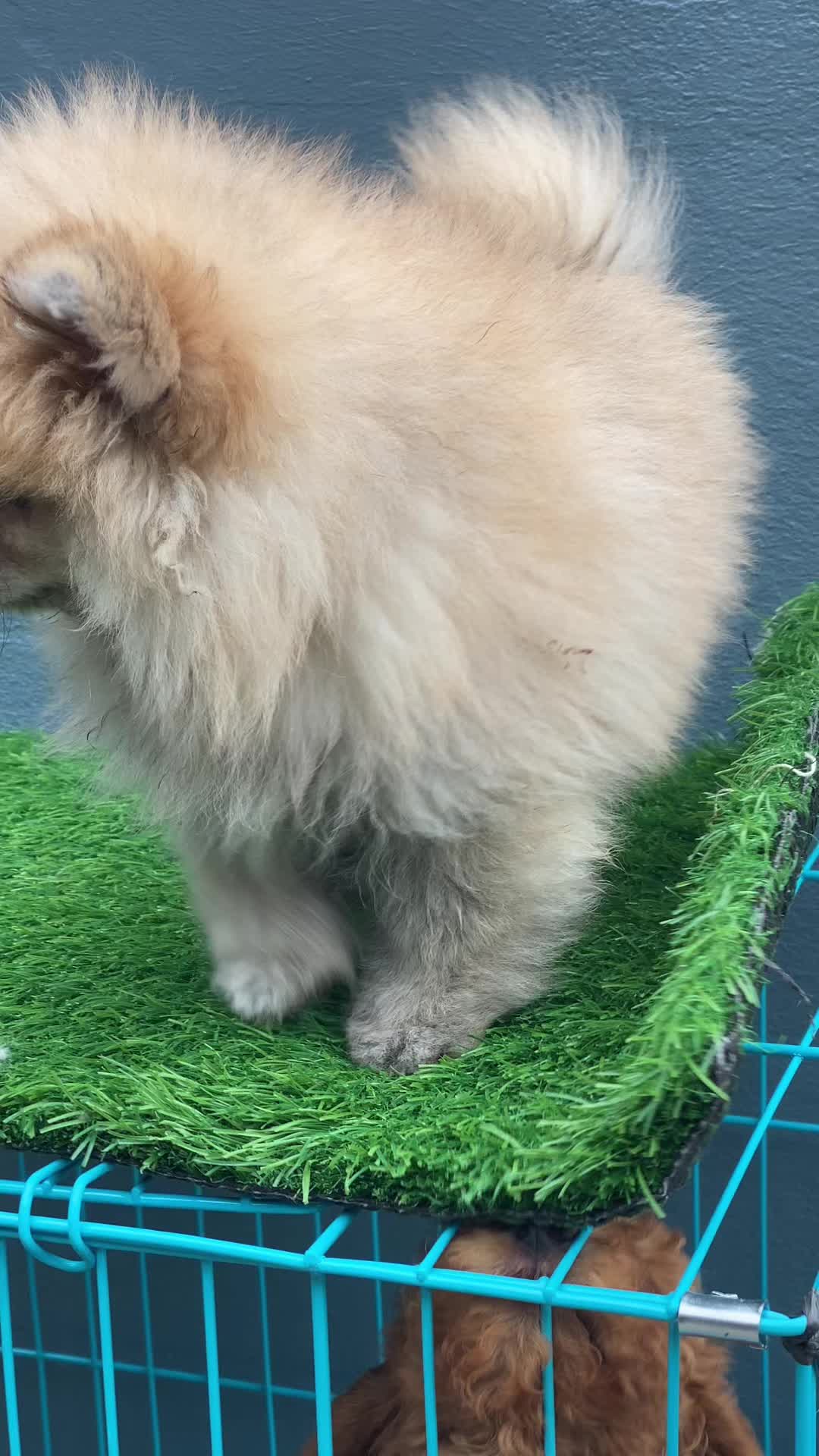 @puppy.nepal