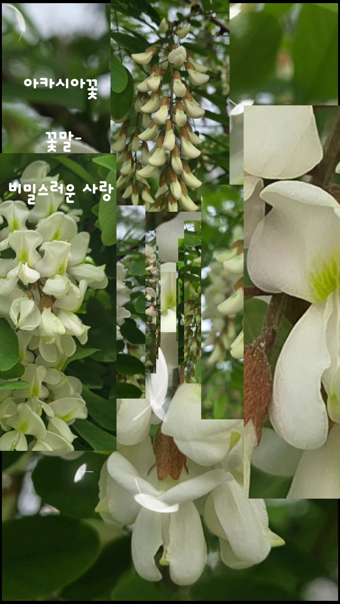 @참파