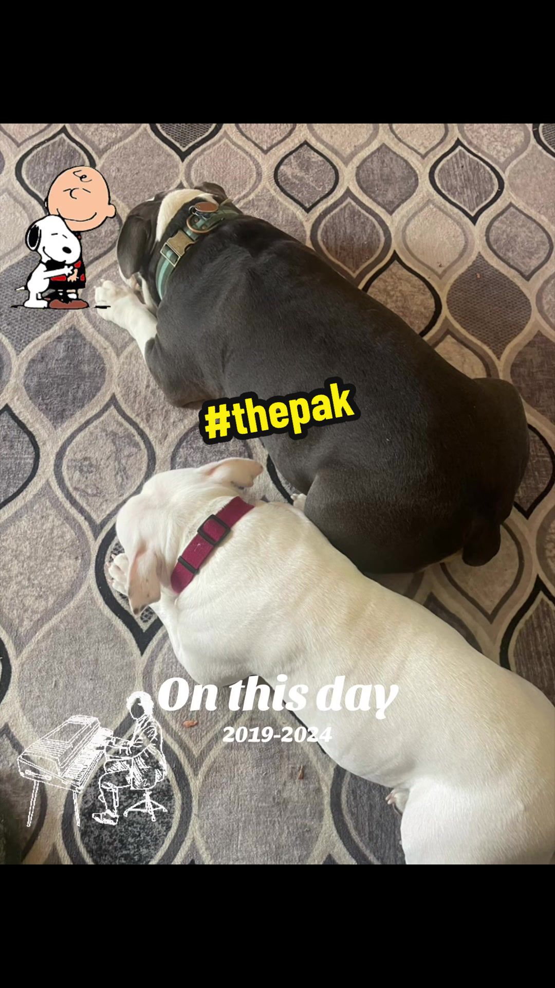 @Zora the bulldog