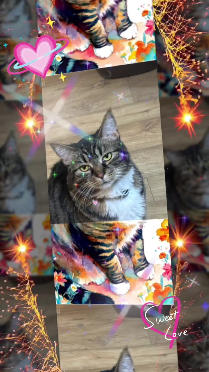 @🐾✨SNELBOY😻😽😸😸😸🐕🐕🧡✨