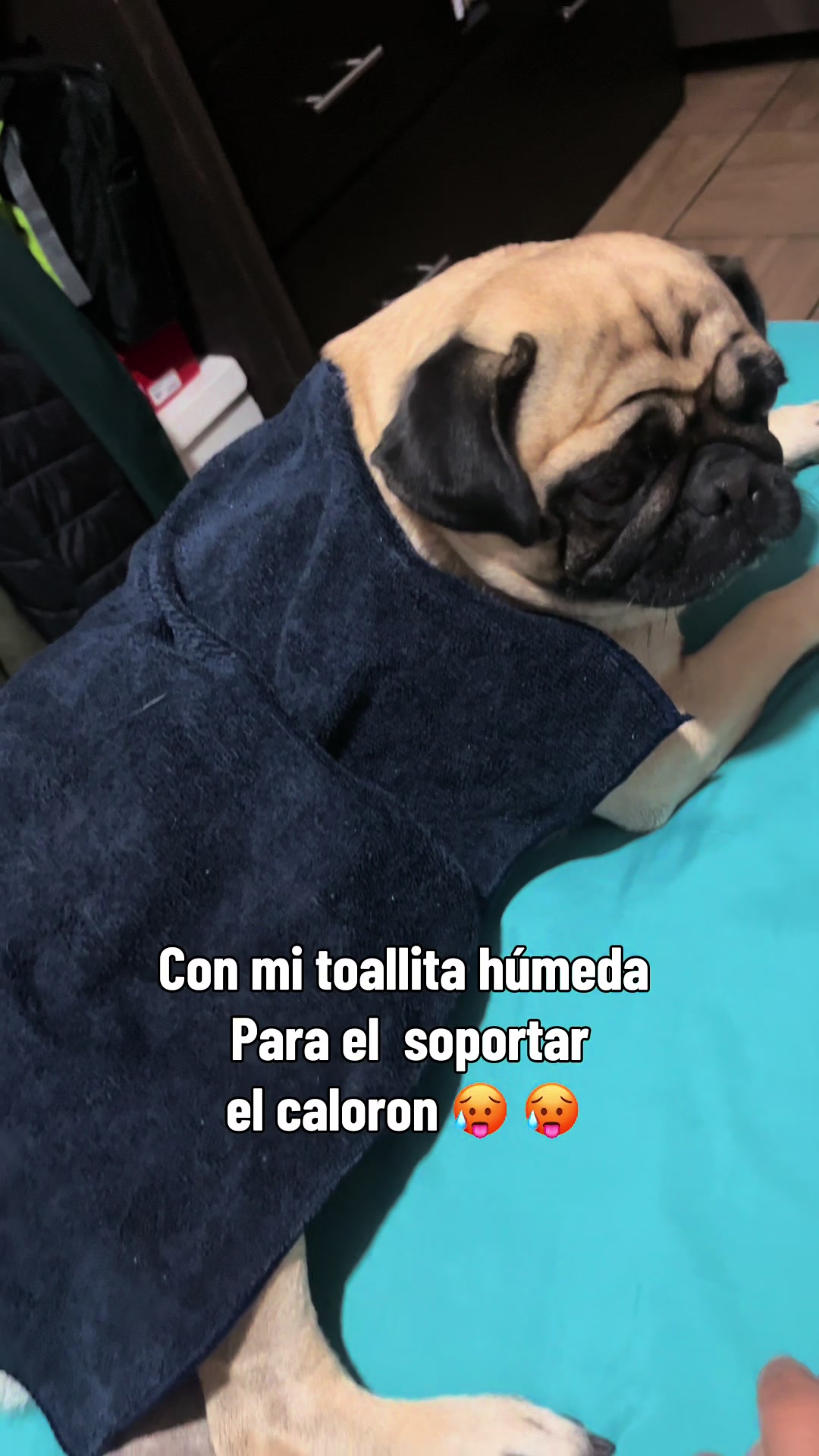 @moli
