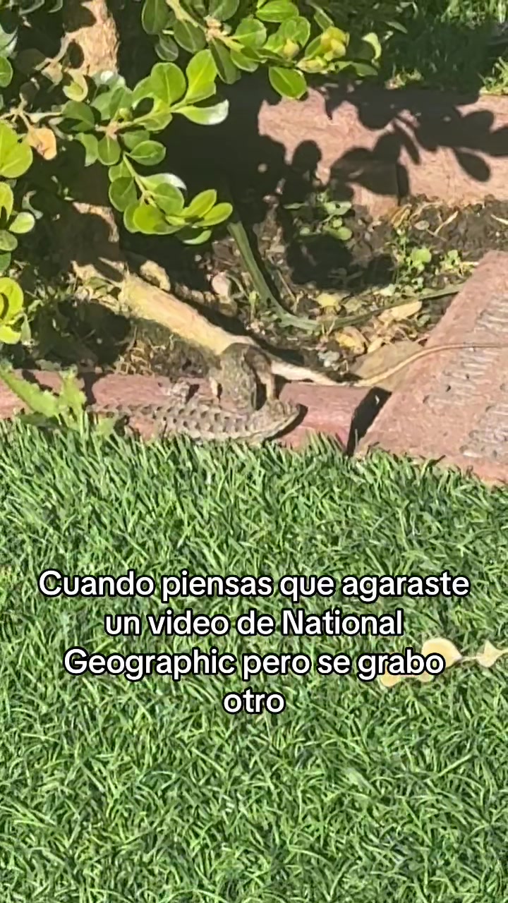 @Gomez🦅