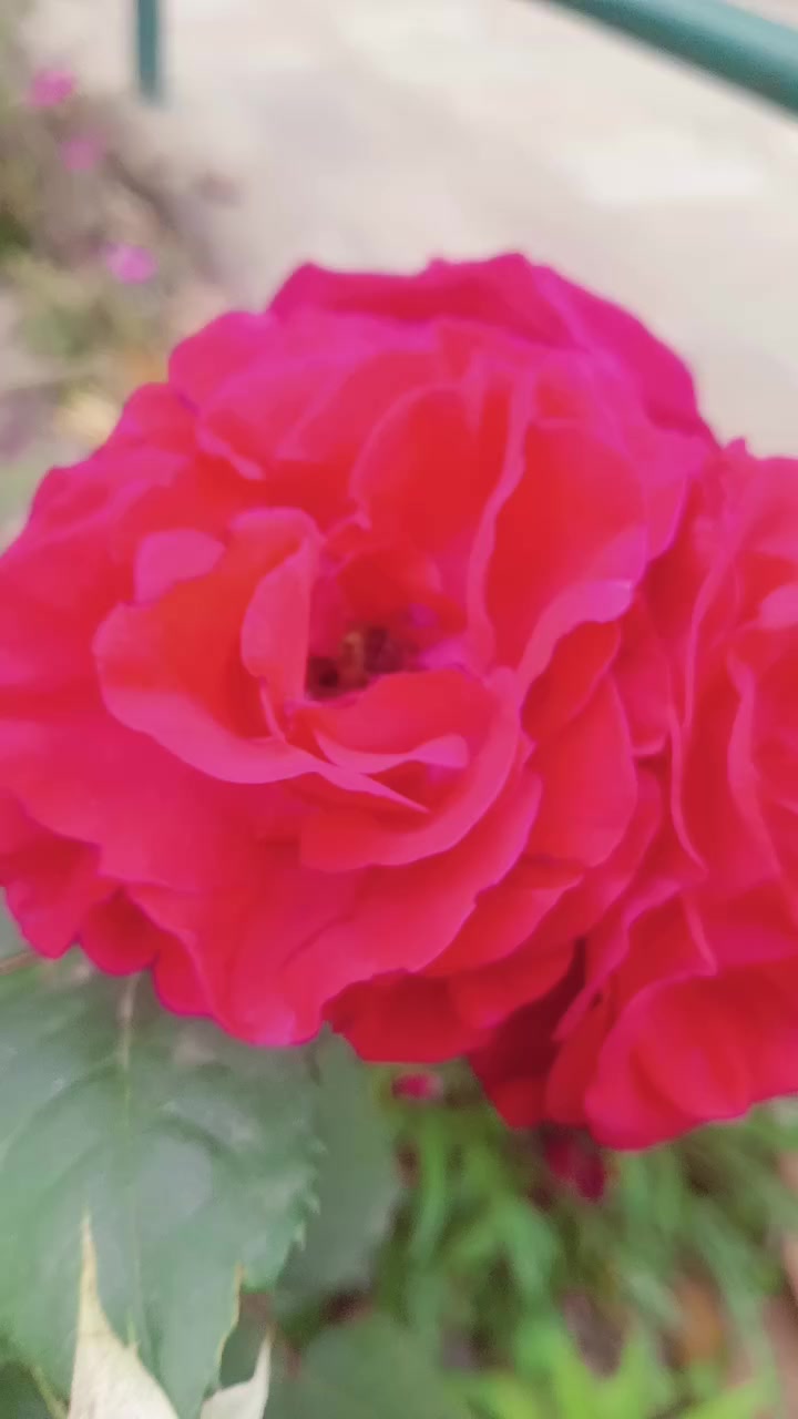 @Sushika.lamichane🧿🧿🧿