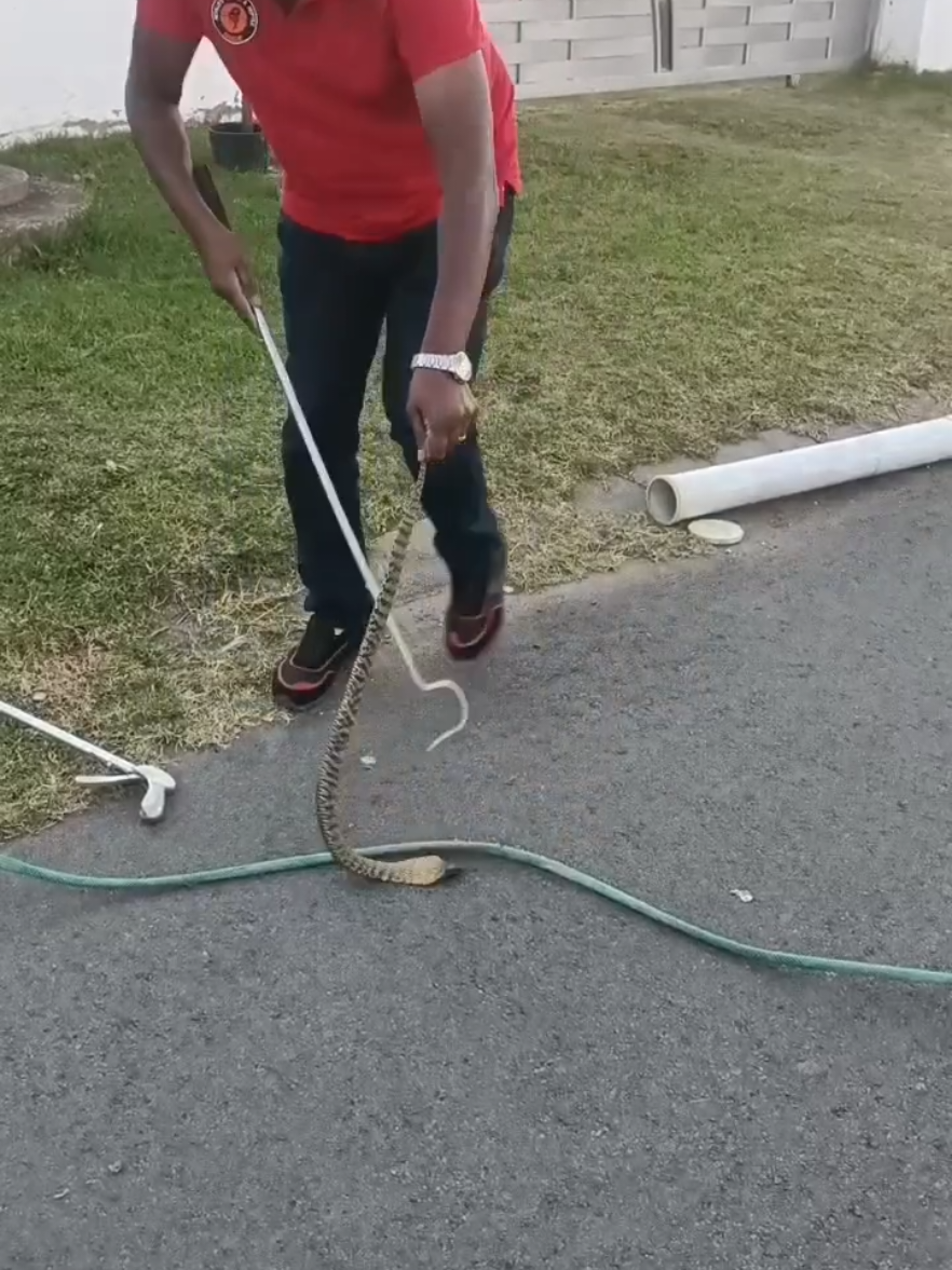 @SnakeRescue NSRR Eastern Cape