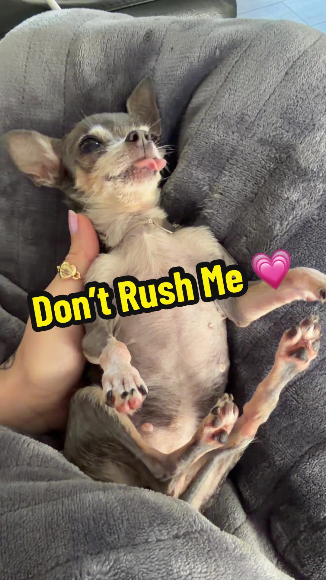 @Tinytiffytheteacupchihuahua