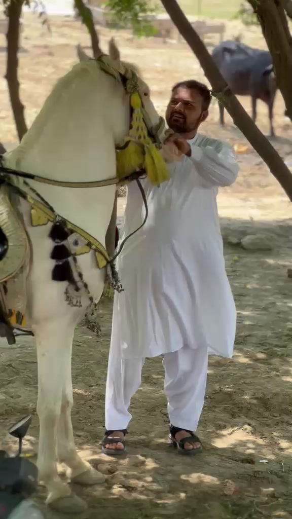 @گھوڑا لاڈلا کشمیریا دا582
