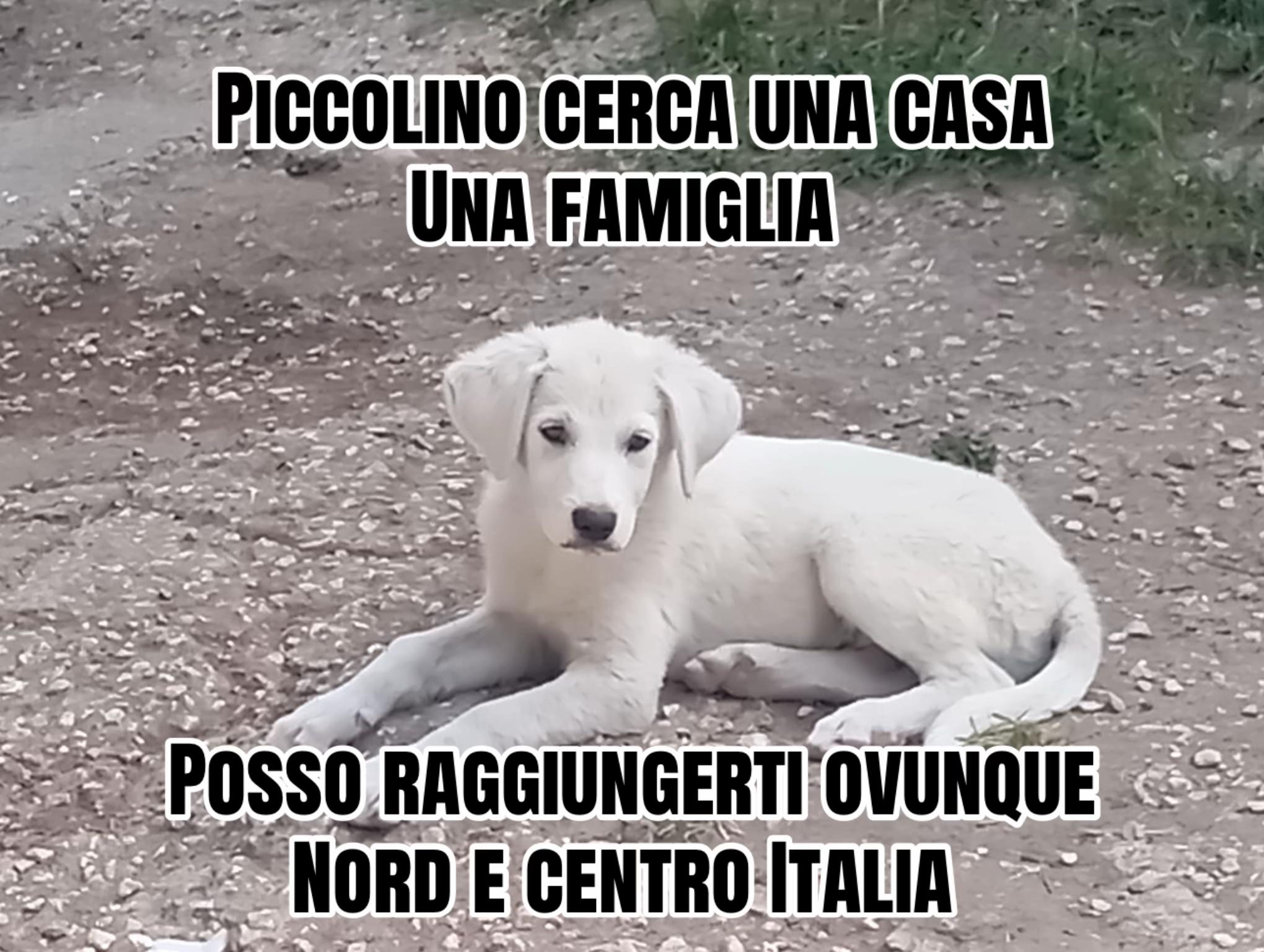 @I randagi di nessuno