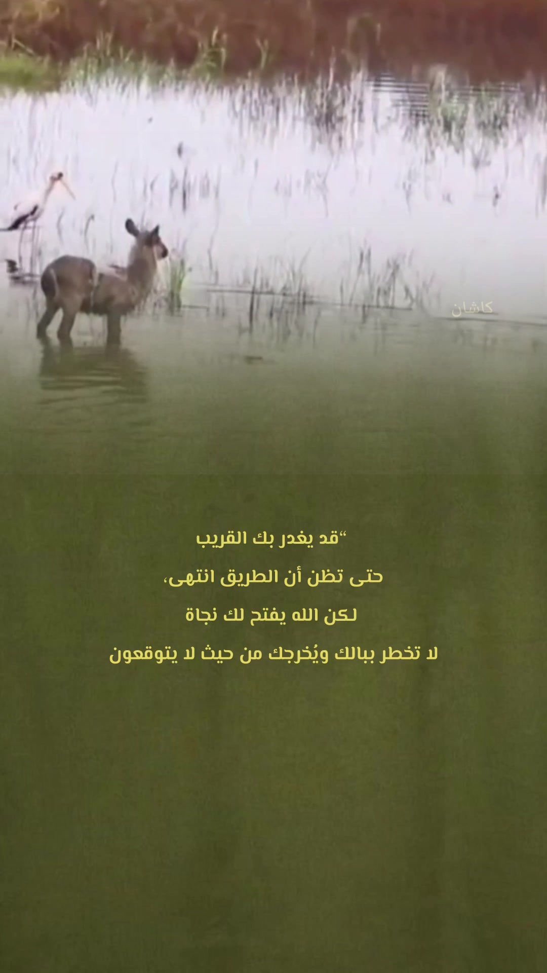 @kashin_02