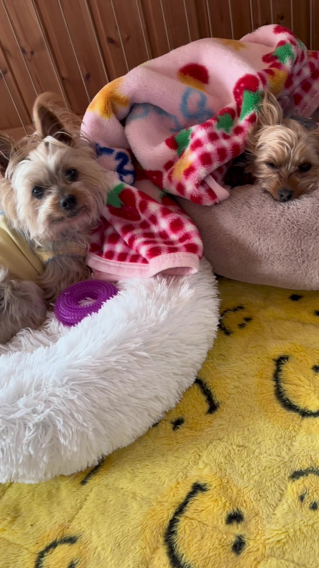 @🎀　ヨーキー のJulie and tia 🎀