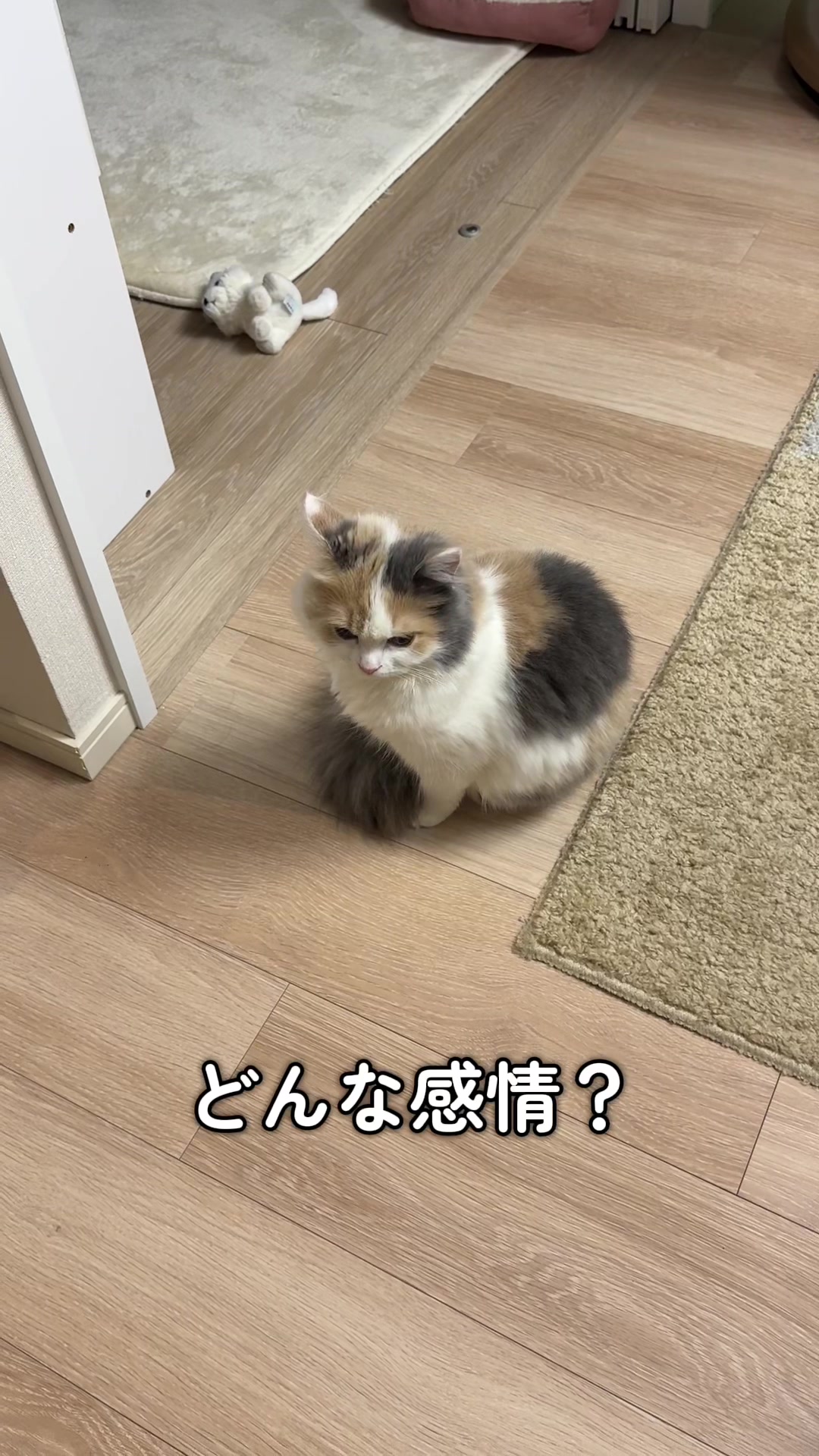 @ねこ日記