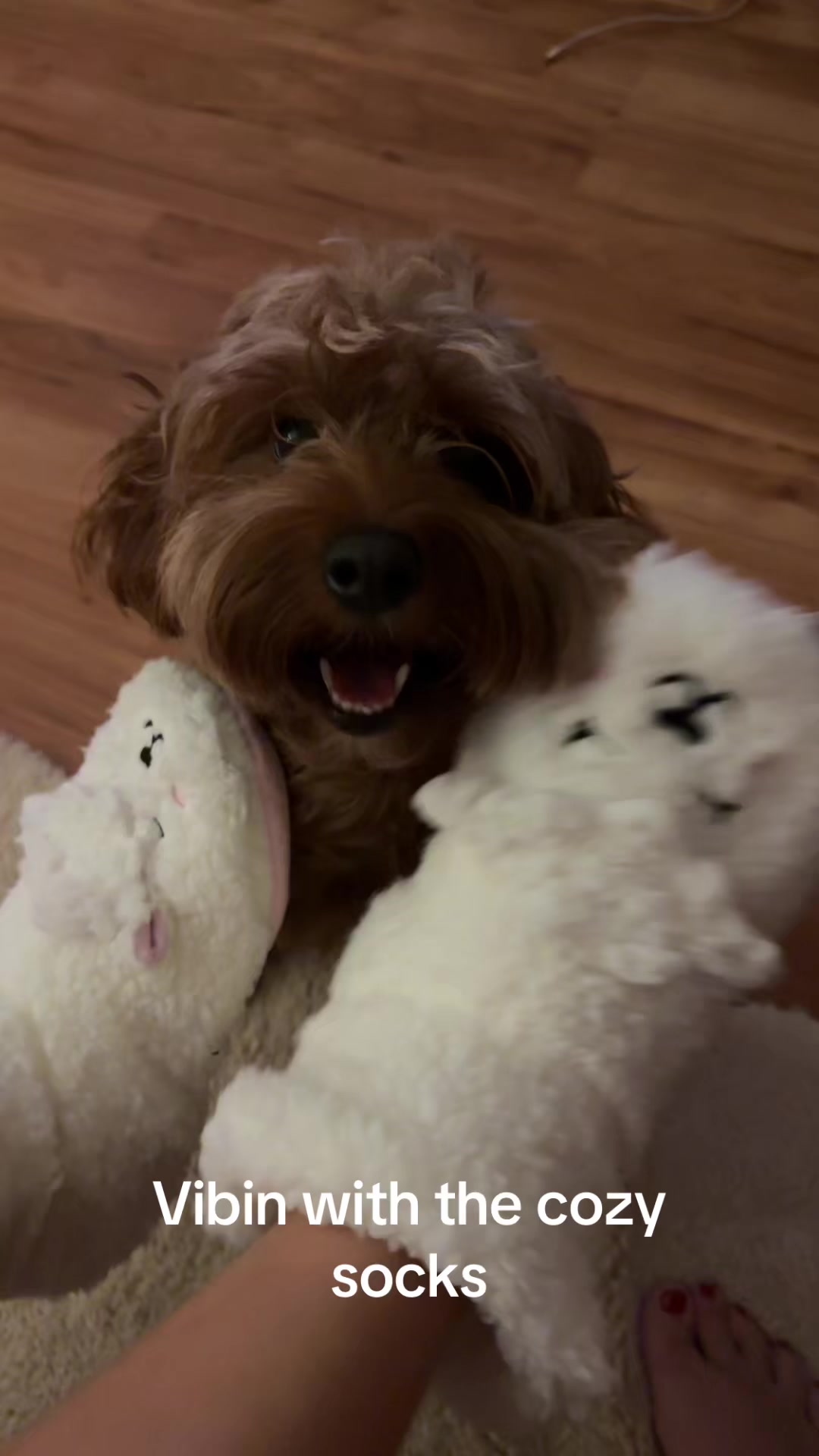 @Teddy the cutie pie
