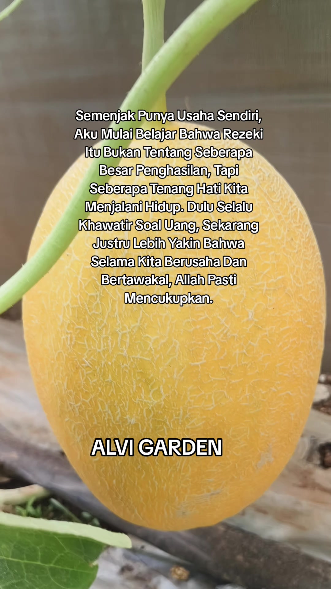 @Alvi Garden