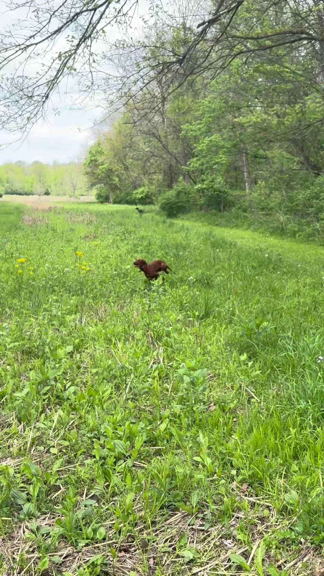 @Wiggle butt