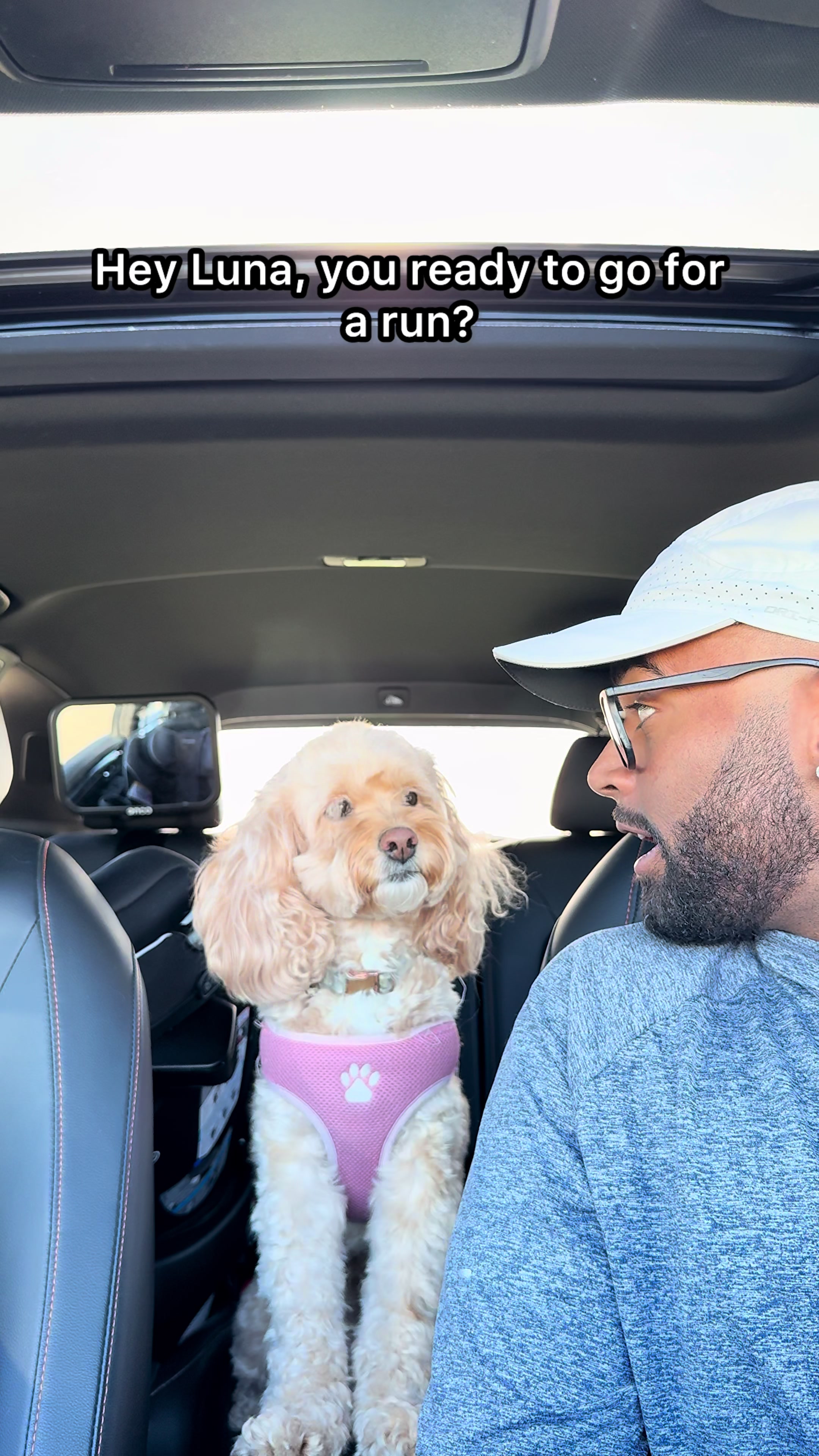 @LunaTheMiniCockapoo