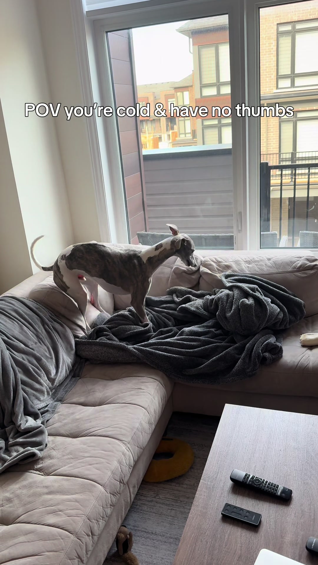 @Kayce Dog🤪🩷
