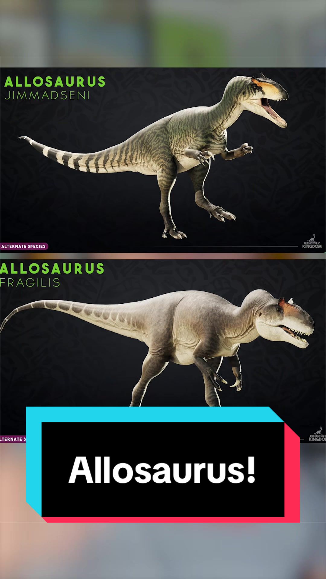 @Dino Guy