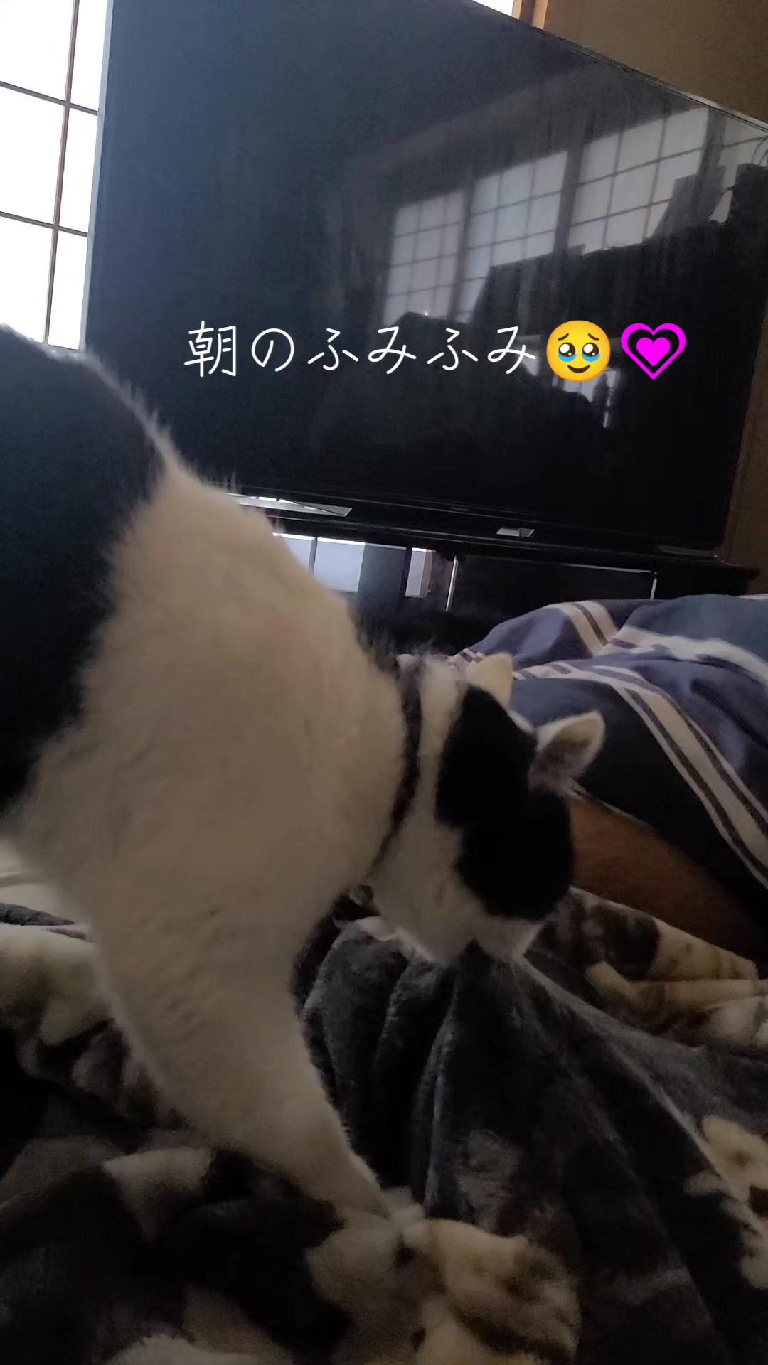 @わんわんニャンニャン🐱🐶