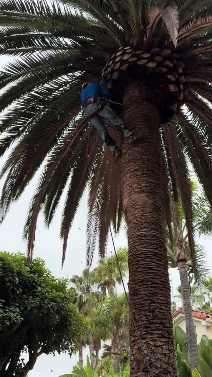 @fidel_treeexperts