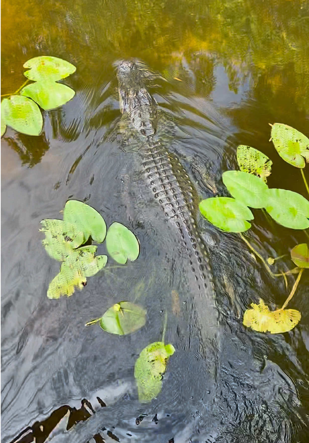 @Florida-wildlife