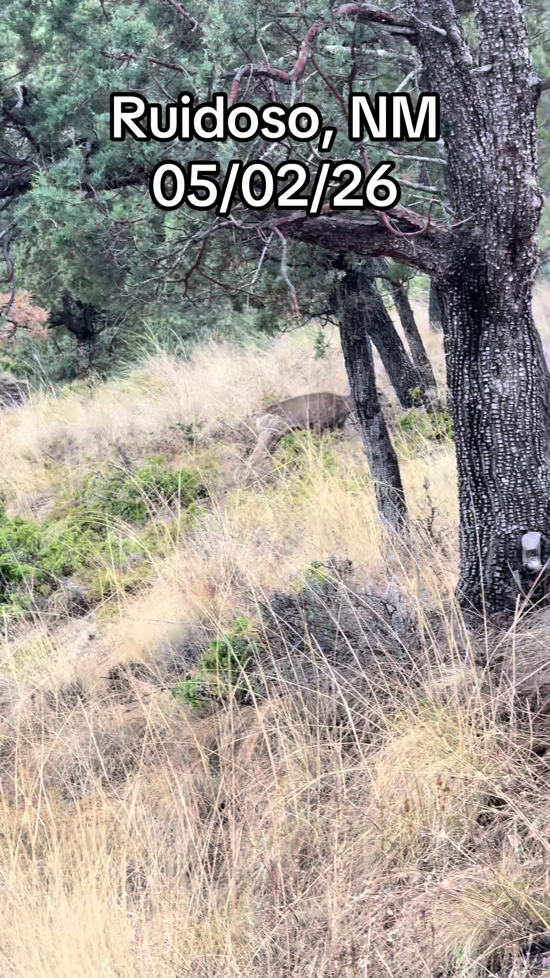 @Mirissa Good Ruidoso Realtor