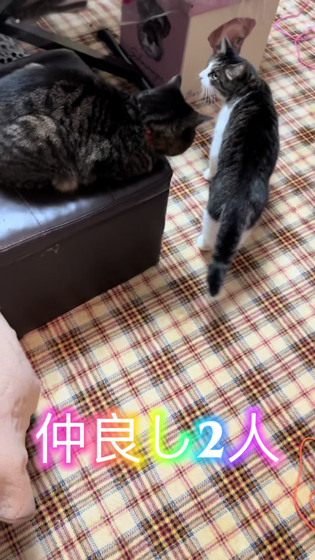 @ふみ