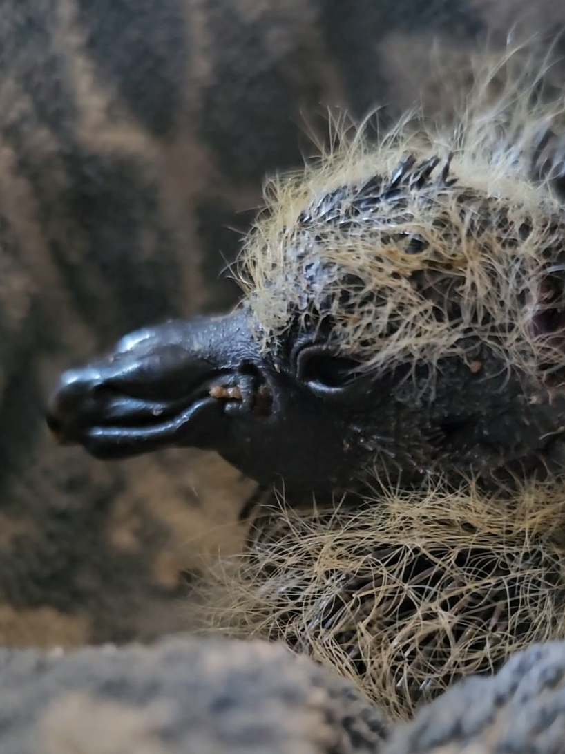 @Waterhouses Wildlife Rescue