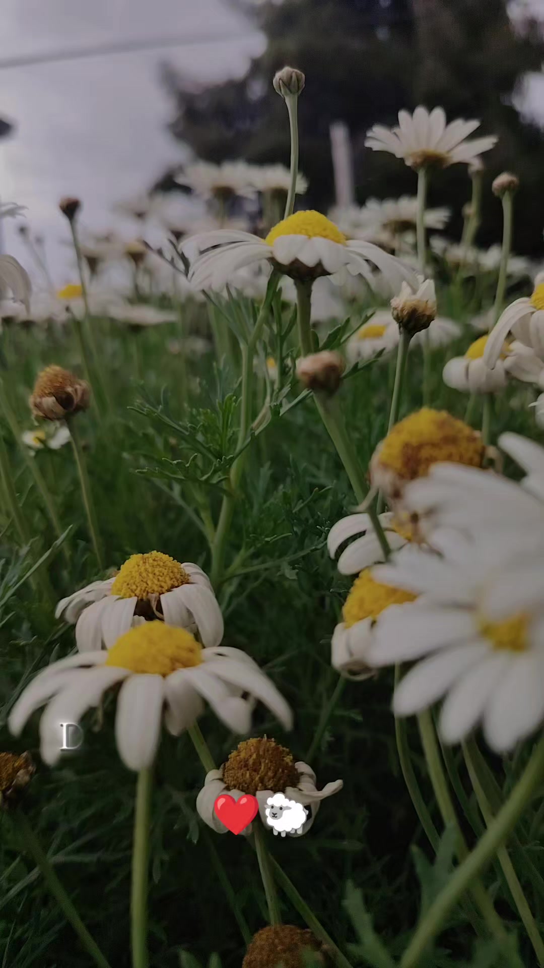@Noemí L-C🐑❤️