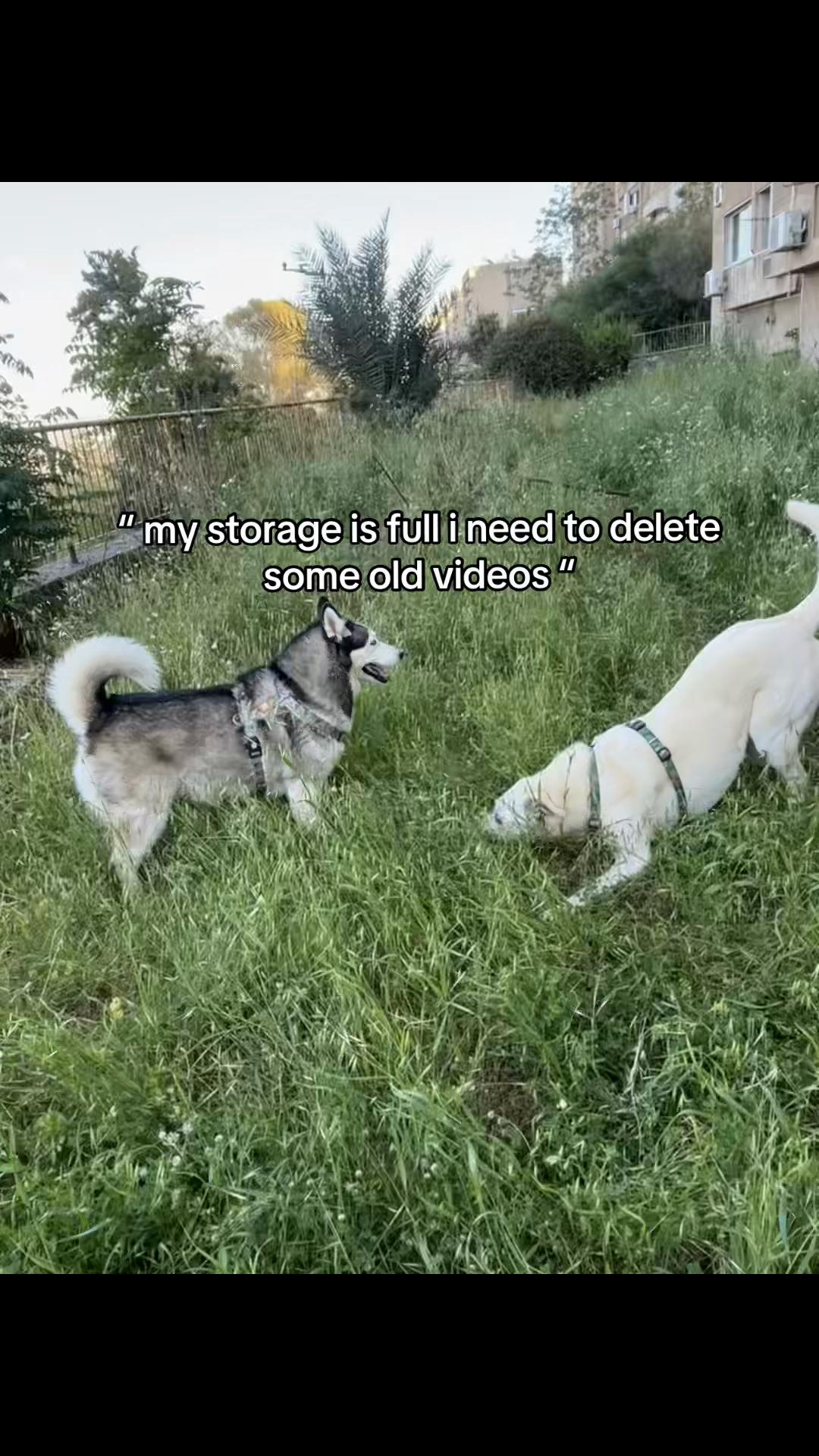 @Nala & Bella 💜